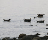 Several seals in the "banana pose" on rocks above a calm body of water, with dark rocks visible along the shoreline in the foreground. On the coast at Lochranza on the Isle of Aran