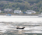 A natural coastal scene in Lochranza with three seals sitting on rocks above calm water in the foreground, boats on the water, white houses, and a tree-covered hillside in the background.