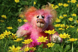 Little Schubert is an adorably colourful and sweet, one of a kind artist bear in scrumptious hand-dyed mohair by Barbara-Ann Bears. Little Schubert stands just 6.5 inches (16 cm) tall and is 5 inches (12 cm) sitting.